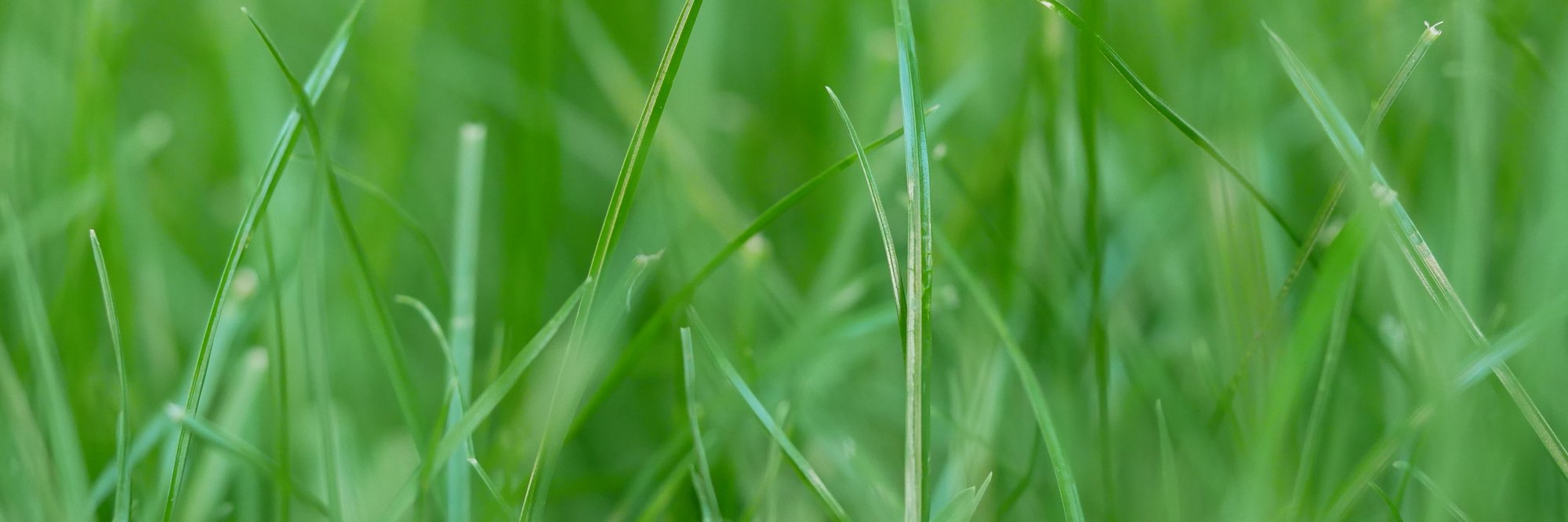 Symbolbild Nachhaltigkeit