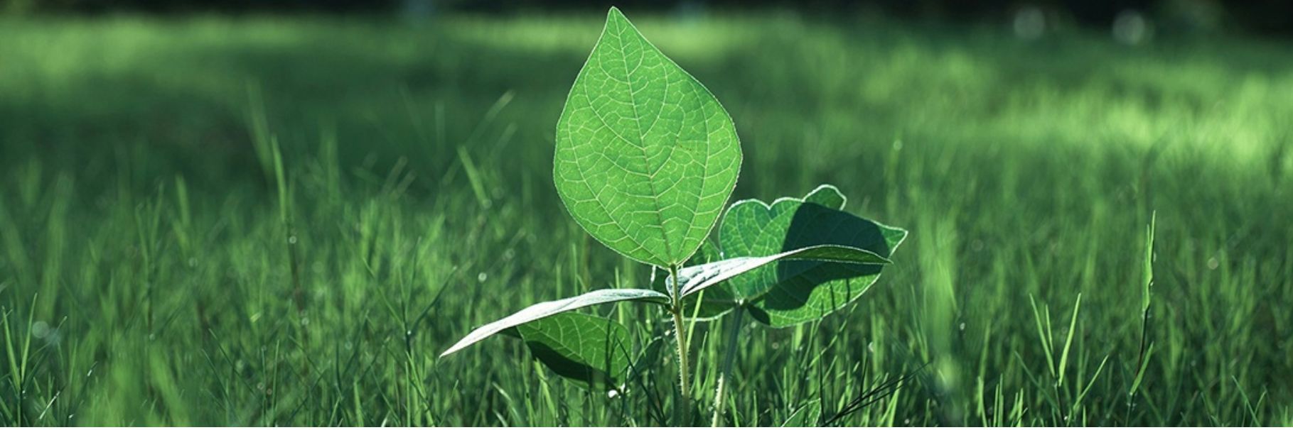 Symbolbild Nachhaltigkeit